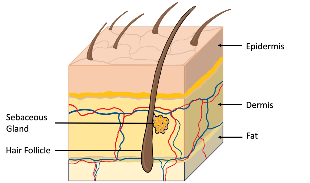 hair follicle and sebaceous gland