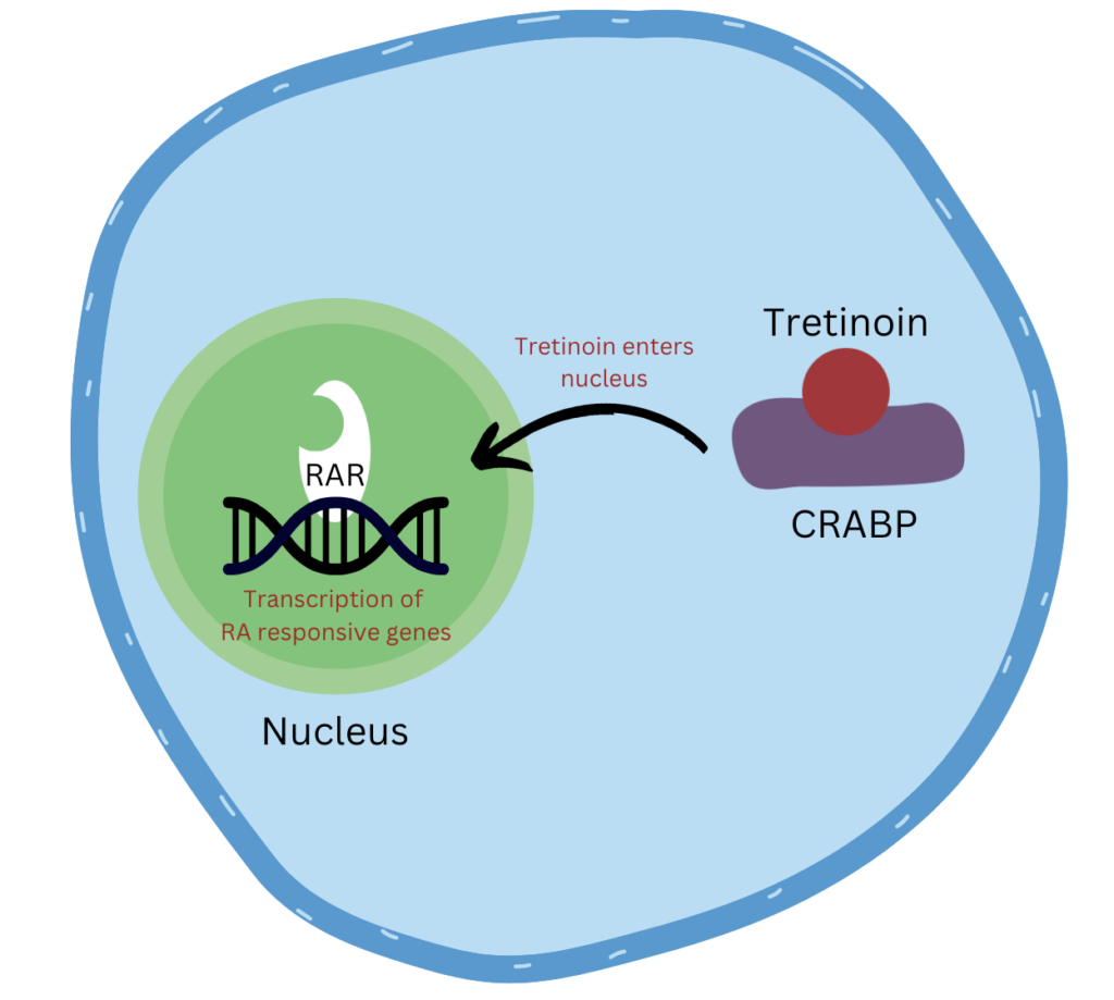 how tretinoin works on a cellular level - binds to CRABP in order to enter the nucleus and then binds to RARs to start the transcription of RA responsive genes